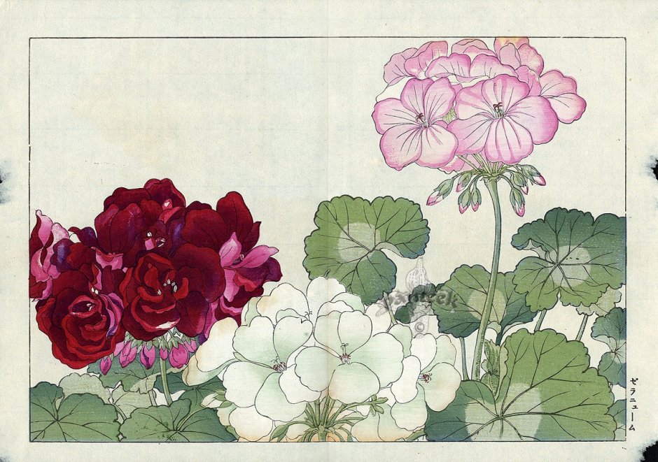 Японская гравюра цветы Конан Танигами