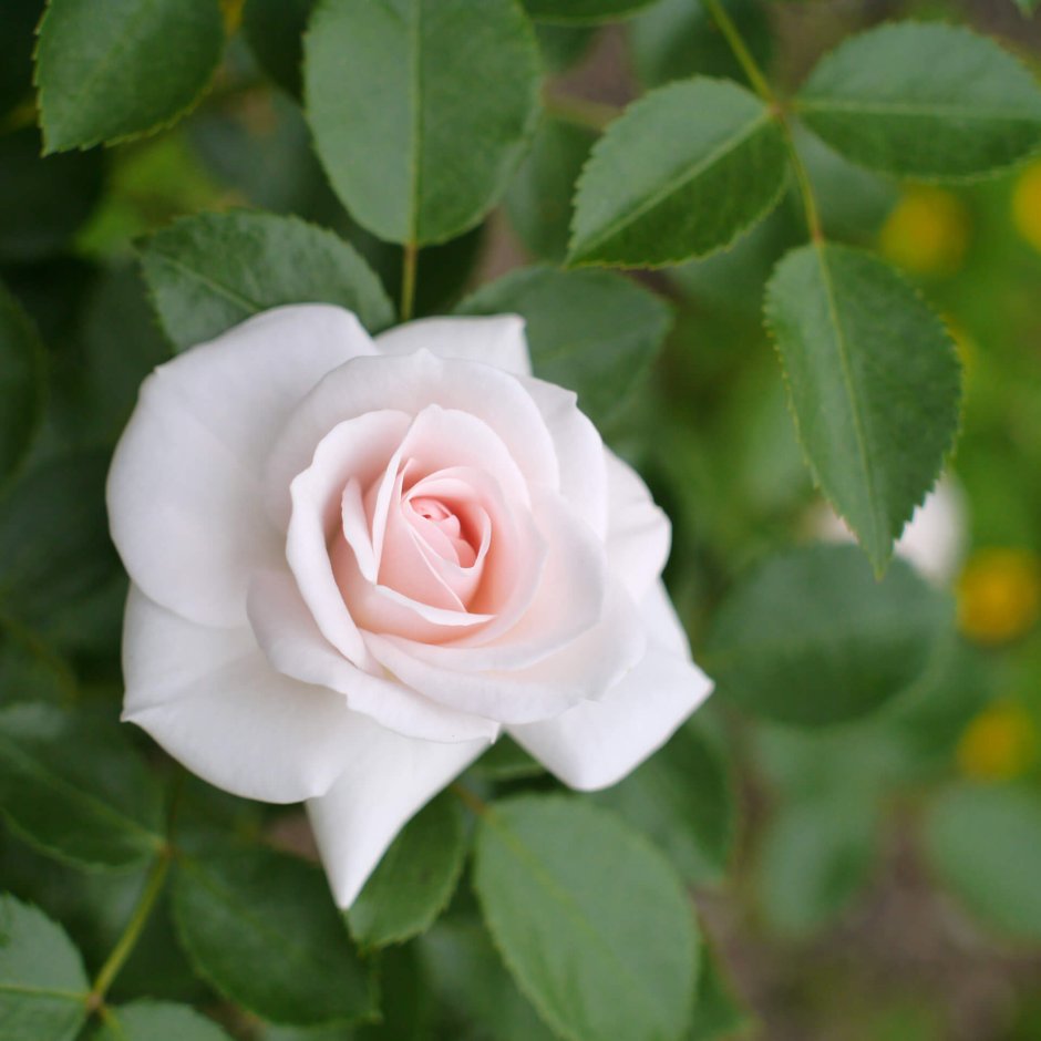 Роза флорибунда аспирин