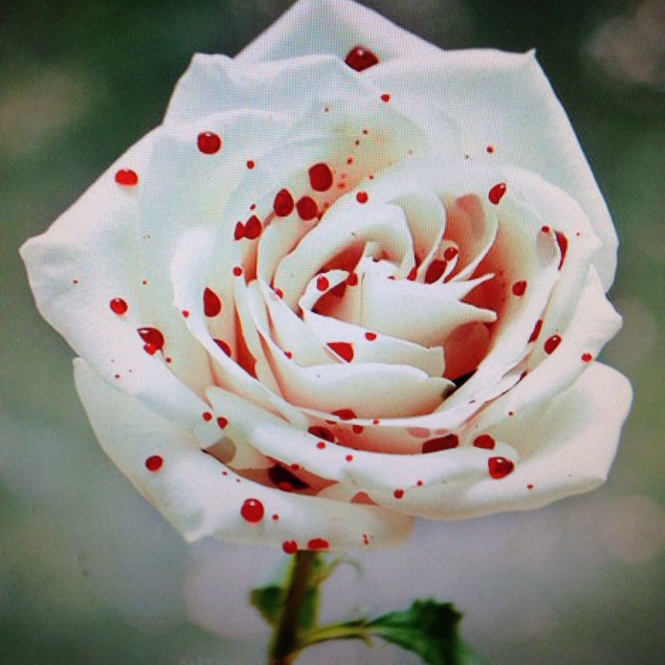 Розы красные и белые