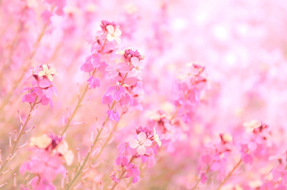 Розовый фон боке цветы