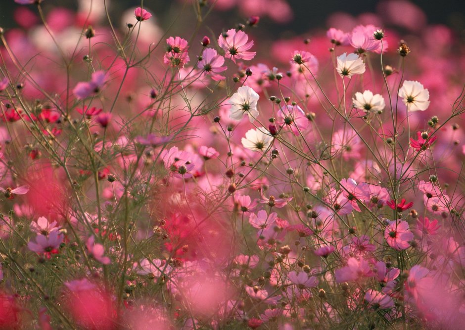 Розовые полевые цветы