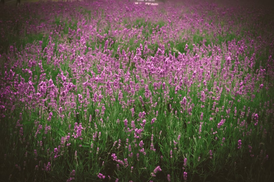 Лаванда узколистная Розеа цветки лилово-розовые
