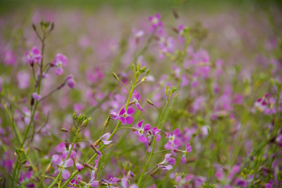 Field with Blossomed Ginger