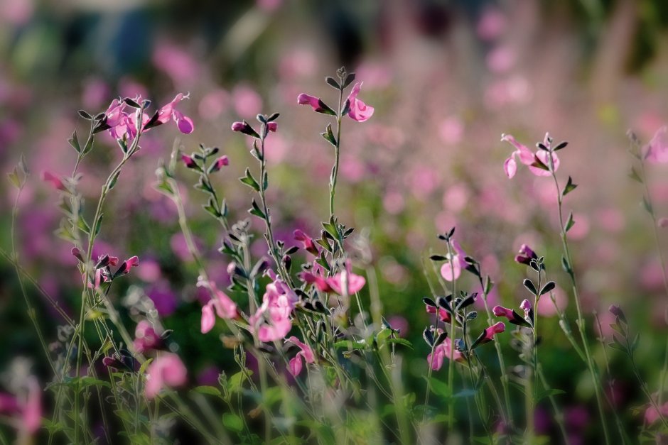 Мелкие розовые цветочки полевые