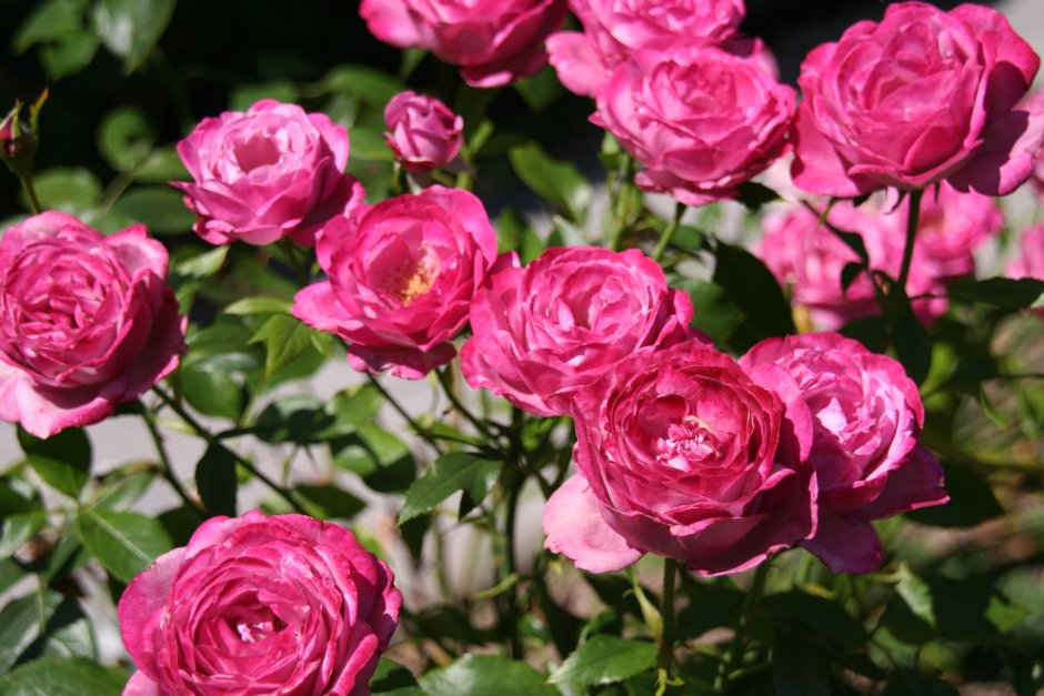 Английские розы флорибунда