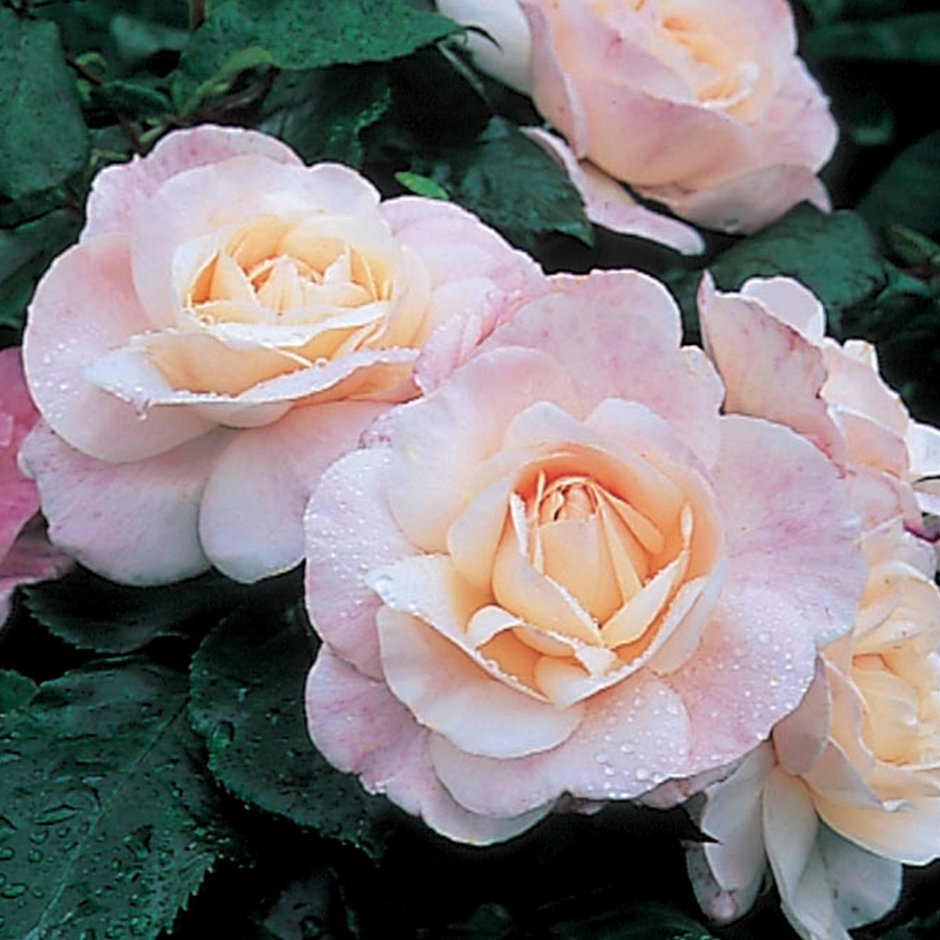 Катрин роза флорибунда