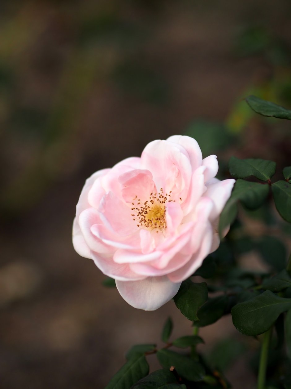 Роза Essex