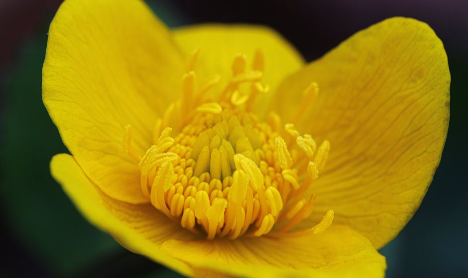 Цветок с крупными желтыми цветами