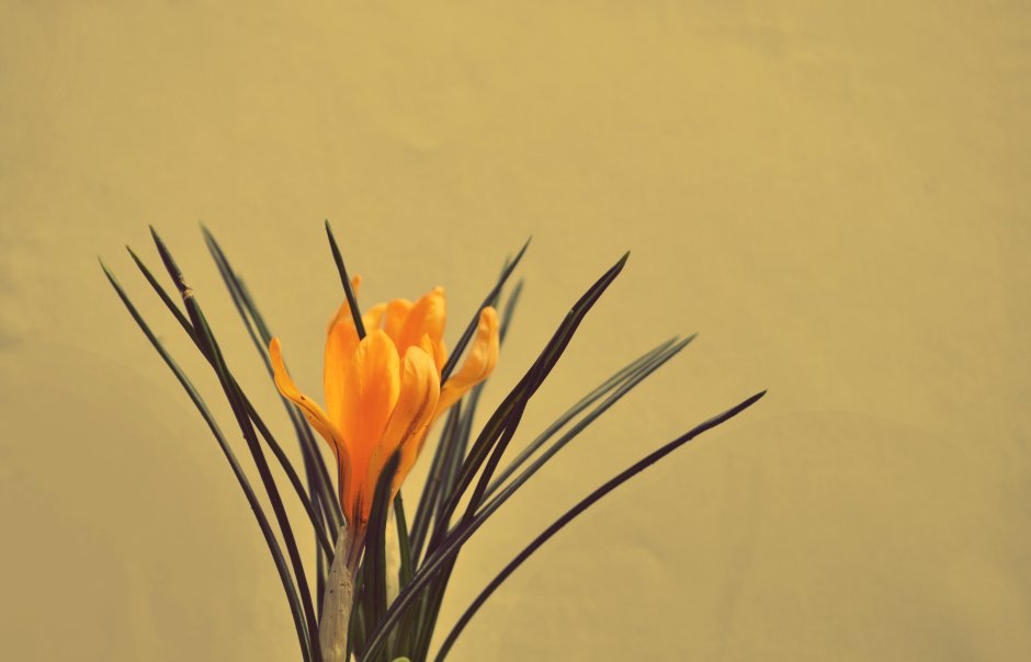 Цветок простой красивый лук батон