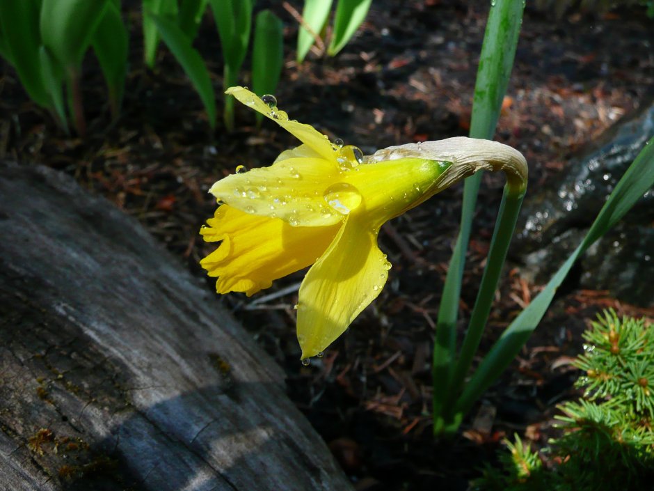 Нарцисс бутон цветок