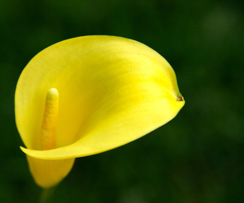 Желтые цветы типа калл