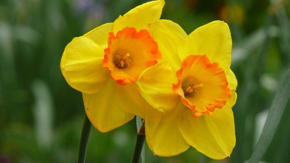 Нарцисс цветок желтый