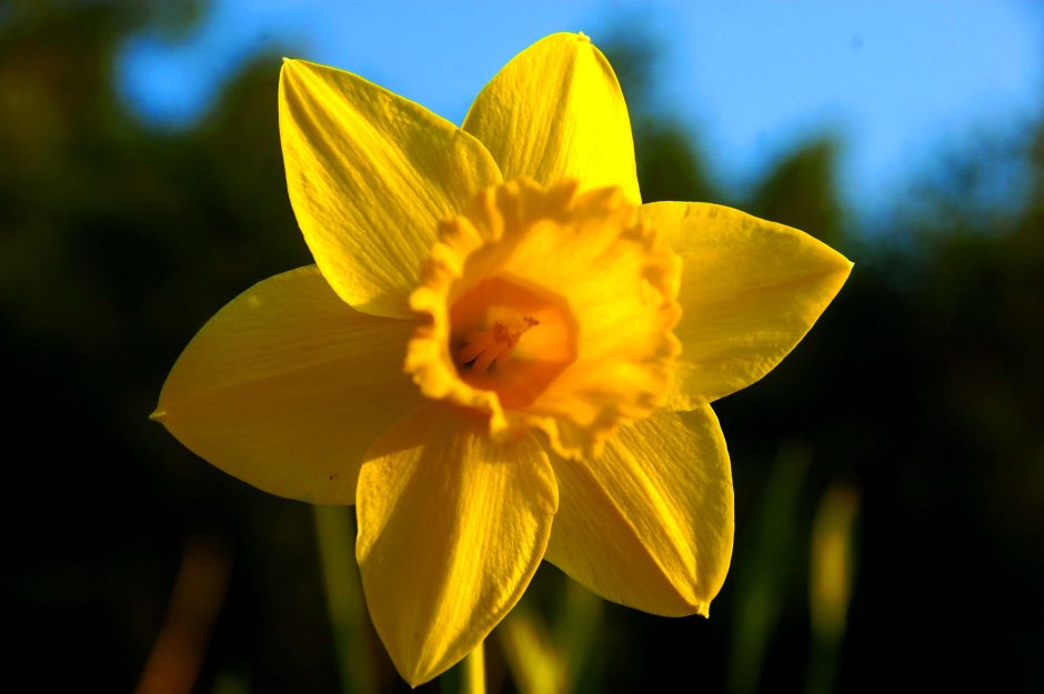 Уэльс – Нарцисс (Daffodil)