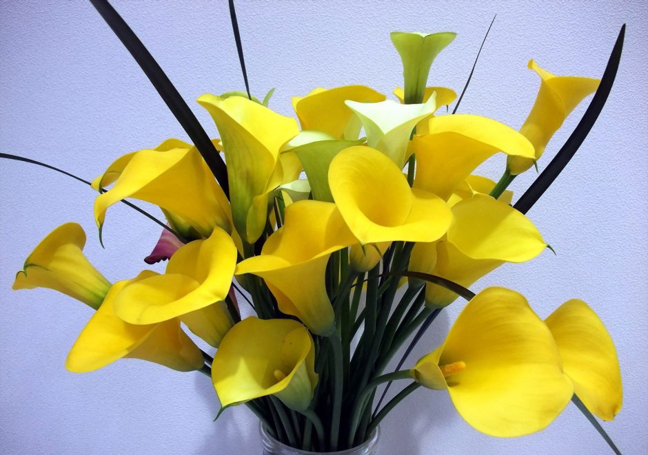 Коала желтая домашняя цветок