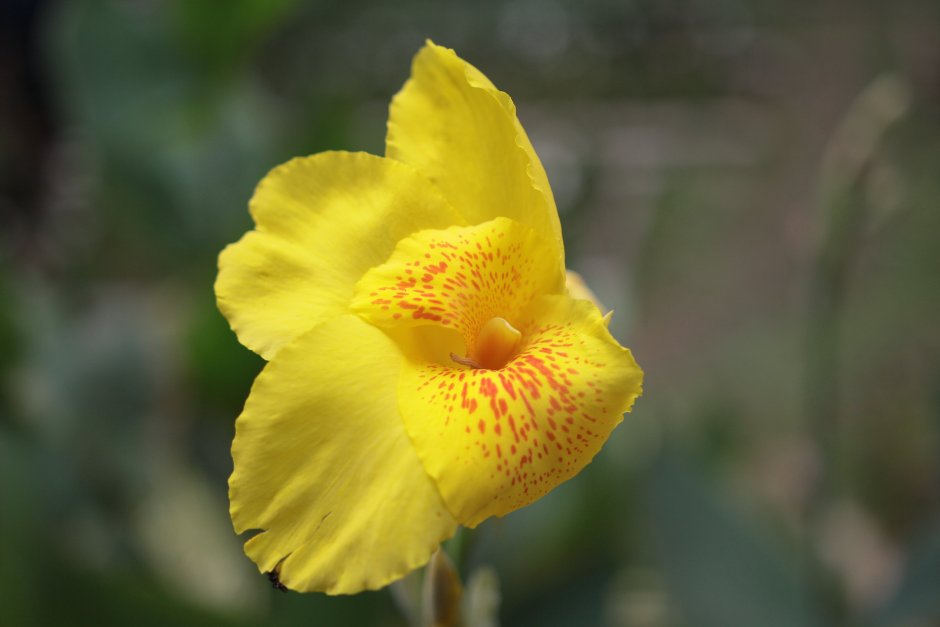 Анна (canna) Oisseau d'or жёлтый с белым,