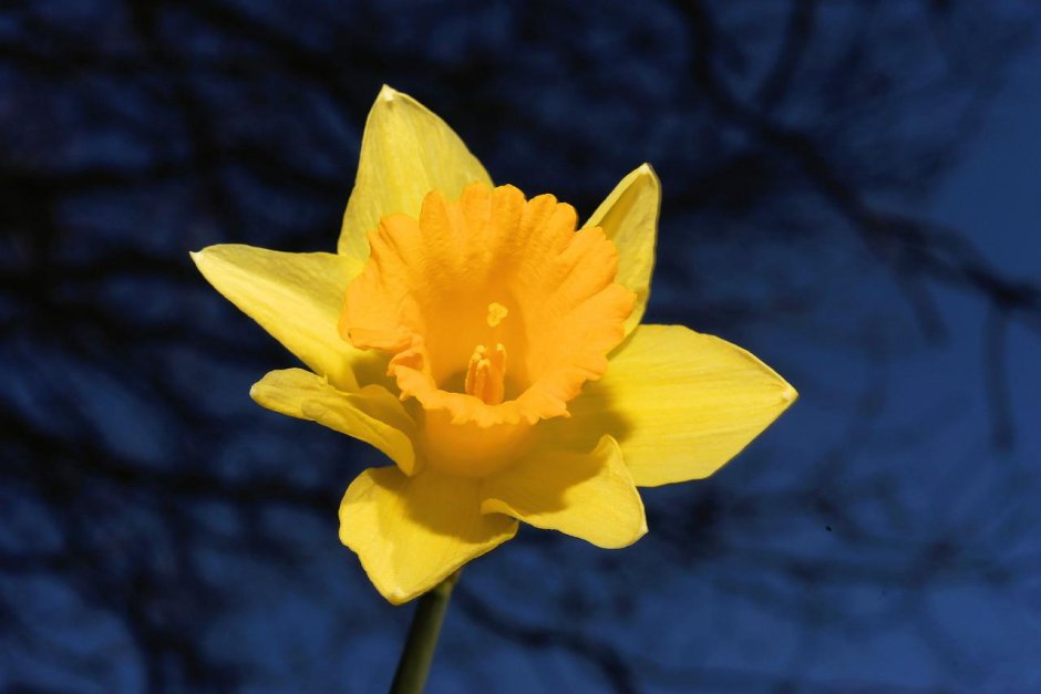 Нарцисс цветок Минхо