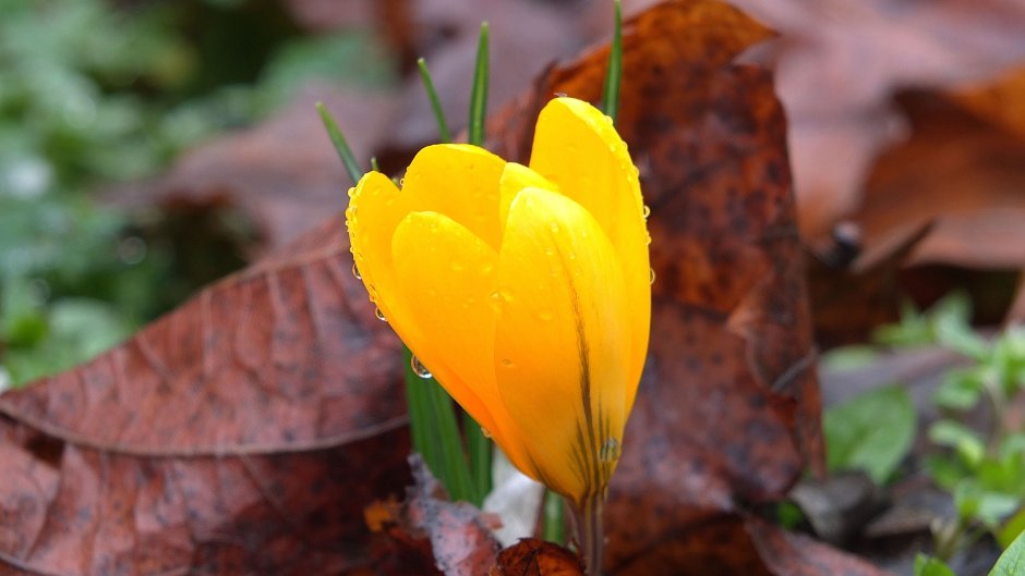 Шафран цветок желтый