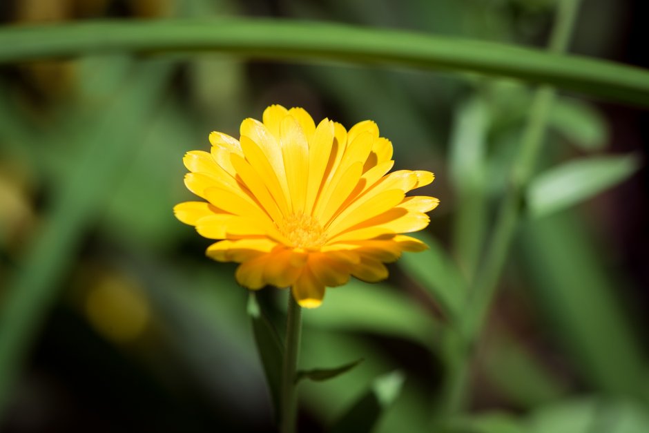 Календула цветы желтые