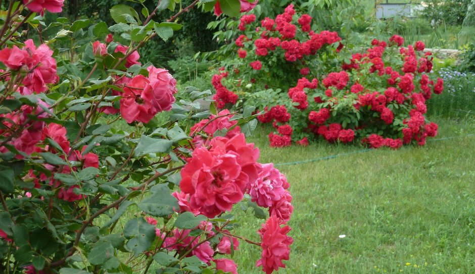 Розы голландские парковые