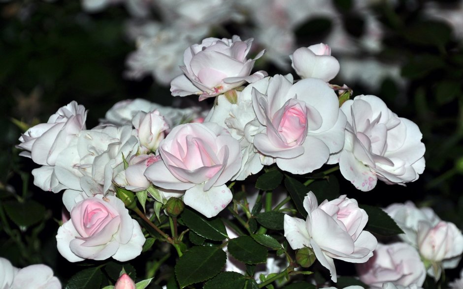Белая роза с розовой серединой