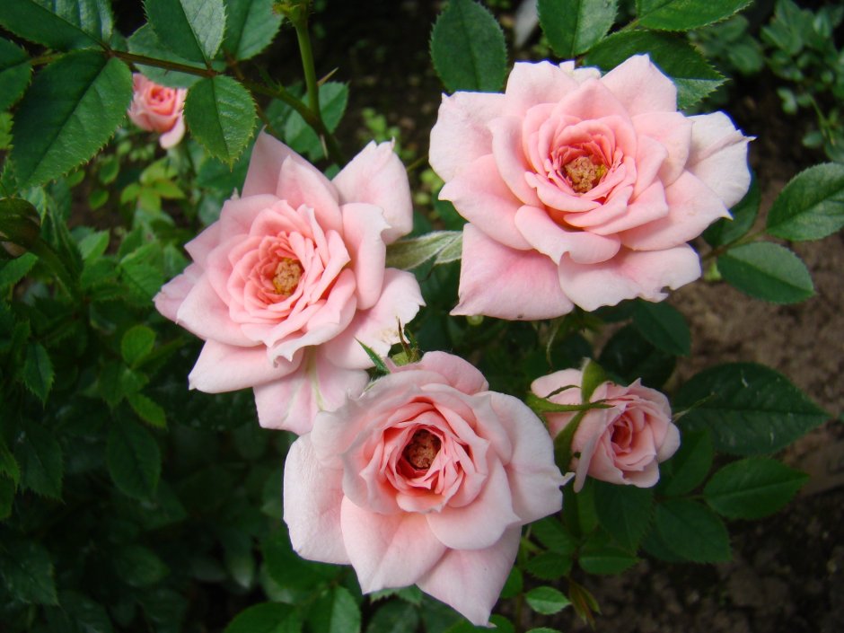 Роза миниатюрная Буш бейби