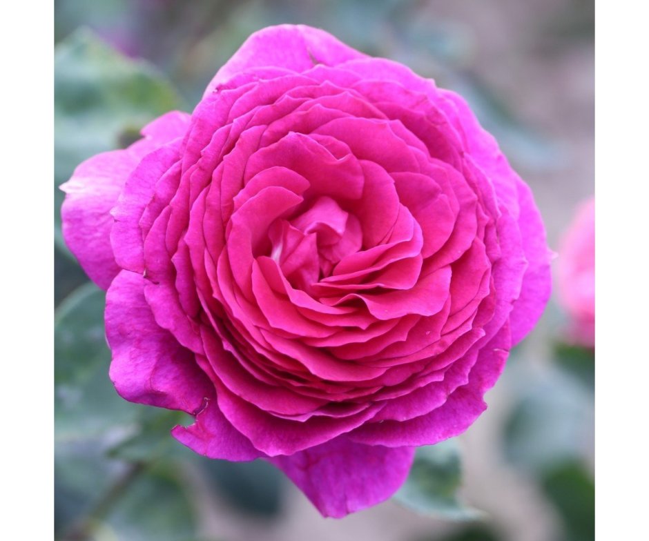 Роза чайно-гибридная Биг перпл