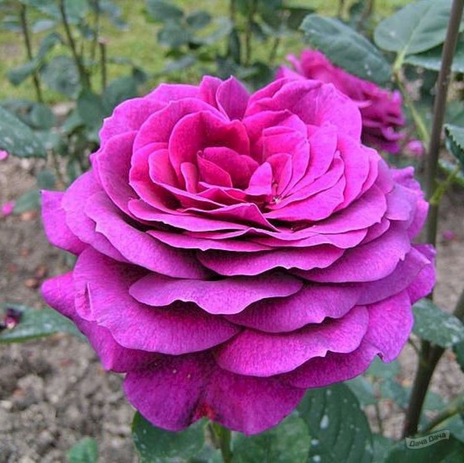 Роза чайно-гибридная Биг Пурпл