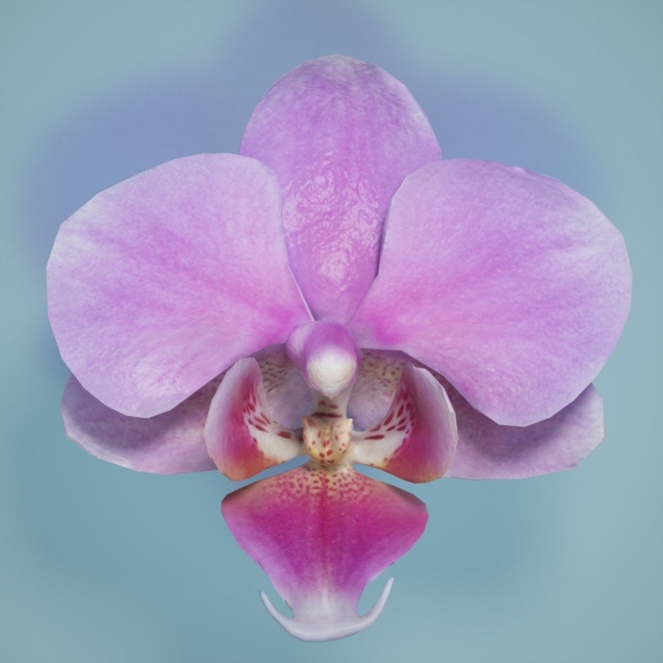 Орхидея 3gl-213