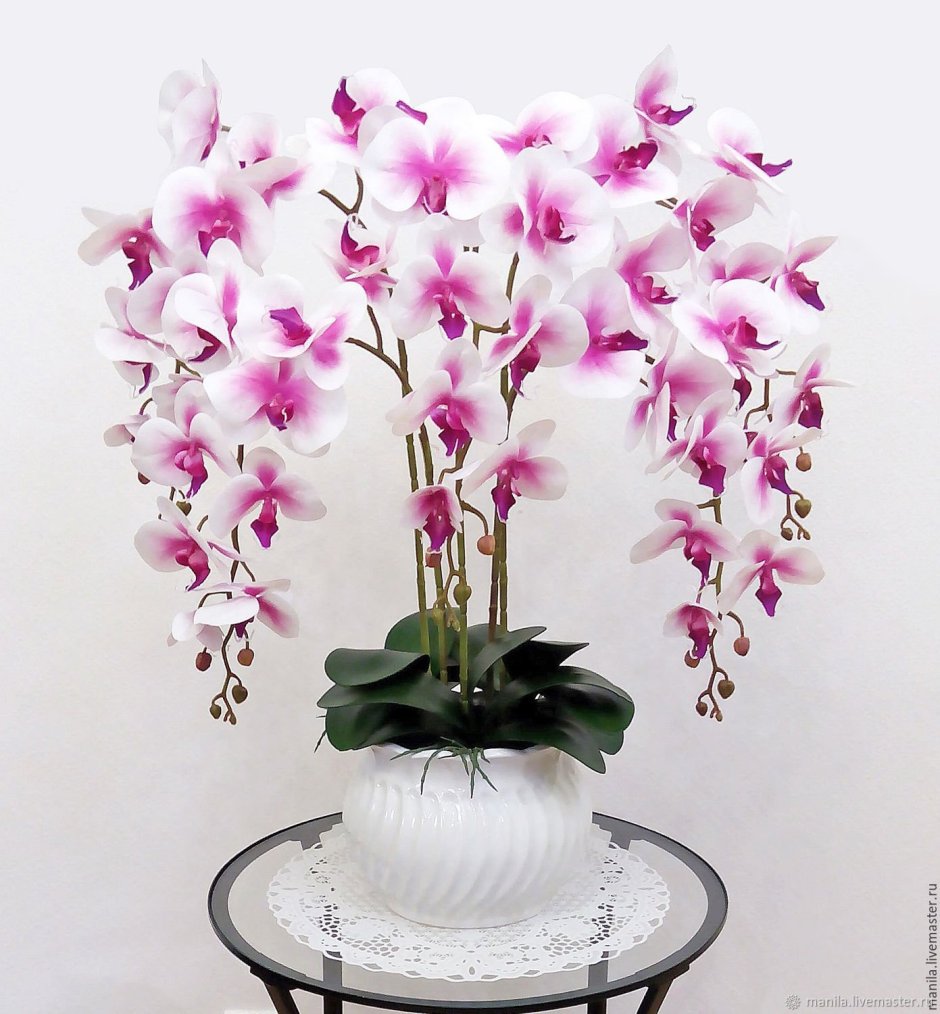 Орхидея Люция