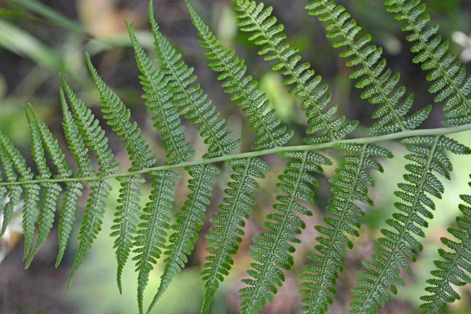 Кочедыжник женский (Athyrium filix-Femina)