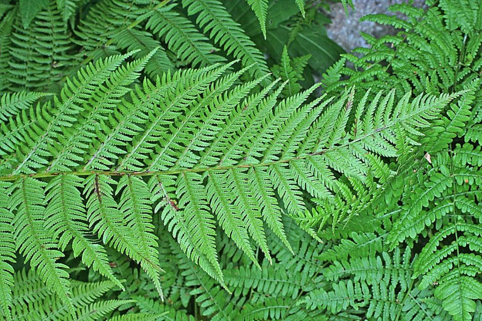 Папоротник Athyrium