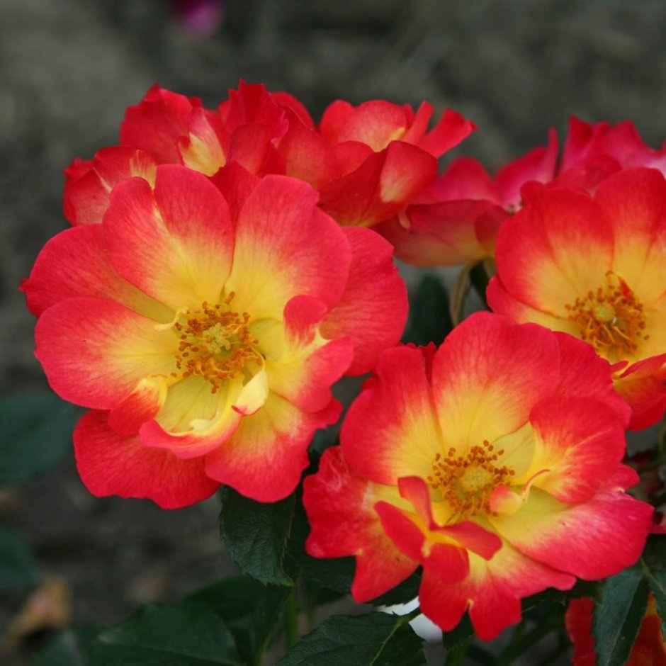 Роза флорибунда саммер