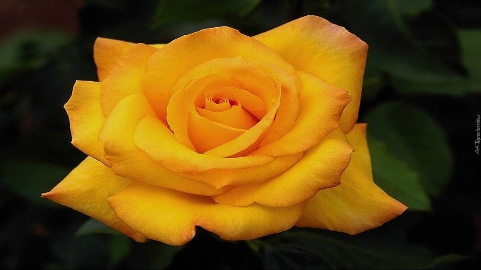 Роза горчичного цвета