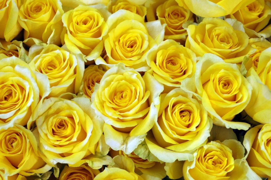 Лимонно желтые розы