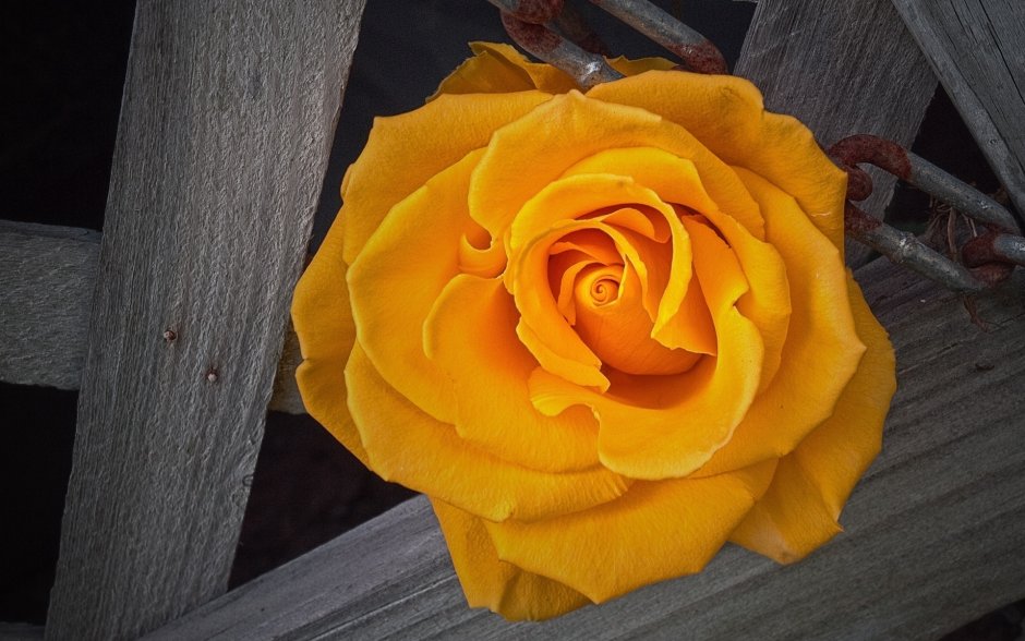 Роза горчичного цвета сорт