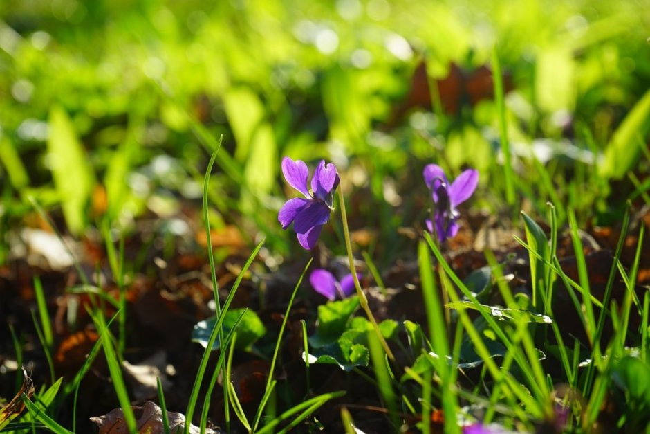 Маленькие фиолетовые цветы в лесу