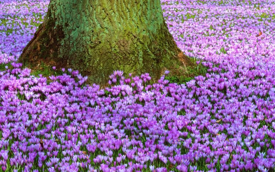 Фиолетовые весенние Лесные цветы