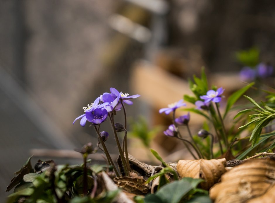 Маленький фиолетовый цветок в лесу