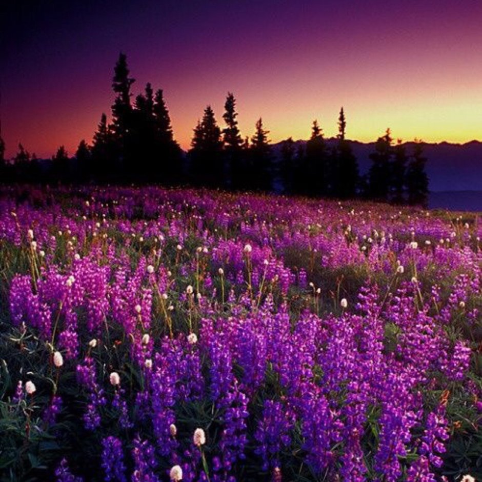 Фото Поляны с фиолетовыми цветами