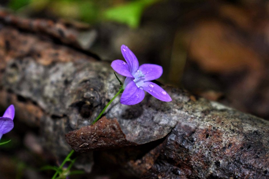 Первые Лесные цветы фиолетовые