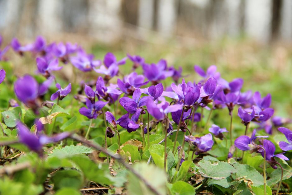 Мелкие фиолетовые цветочки в лесу