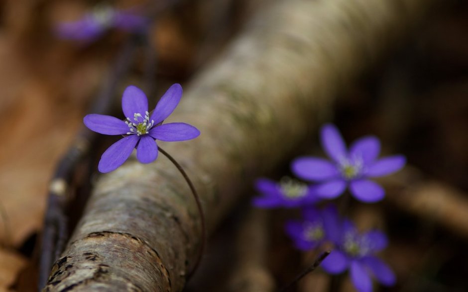 Фиолетовые цветы в лесу ранней весной