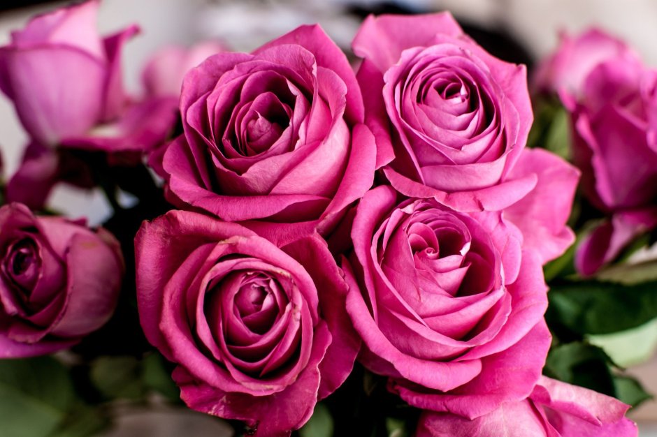 Российские розы Пинк фиолетовые