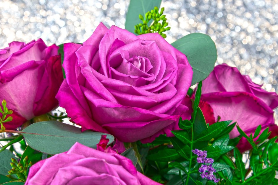 Две розы розовая и пурпурная
