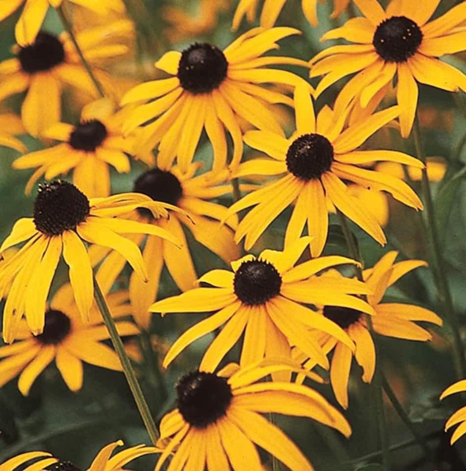 Black eyed Susan цветок