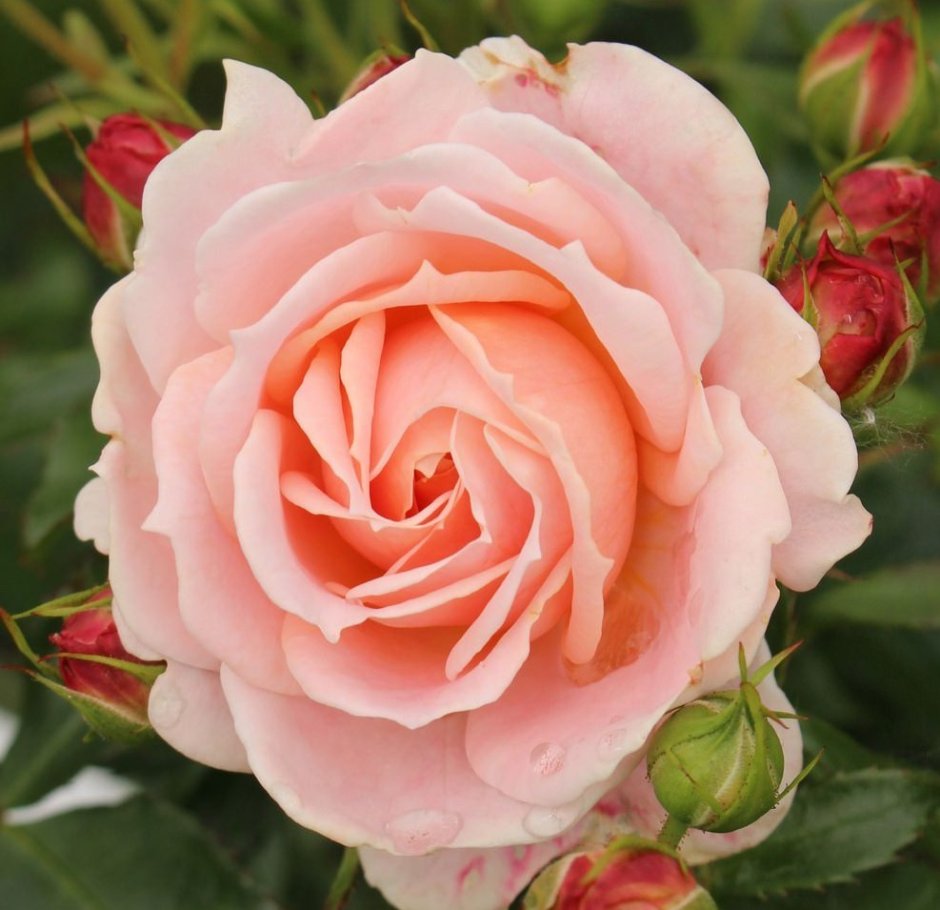 Роза кремоса флорибунда