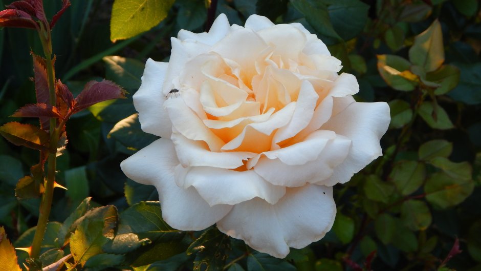 Роза флорибунда Гэлакси