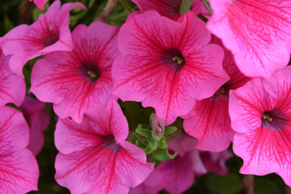 Петуния Petunia Surfinia hot Pink