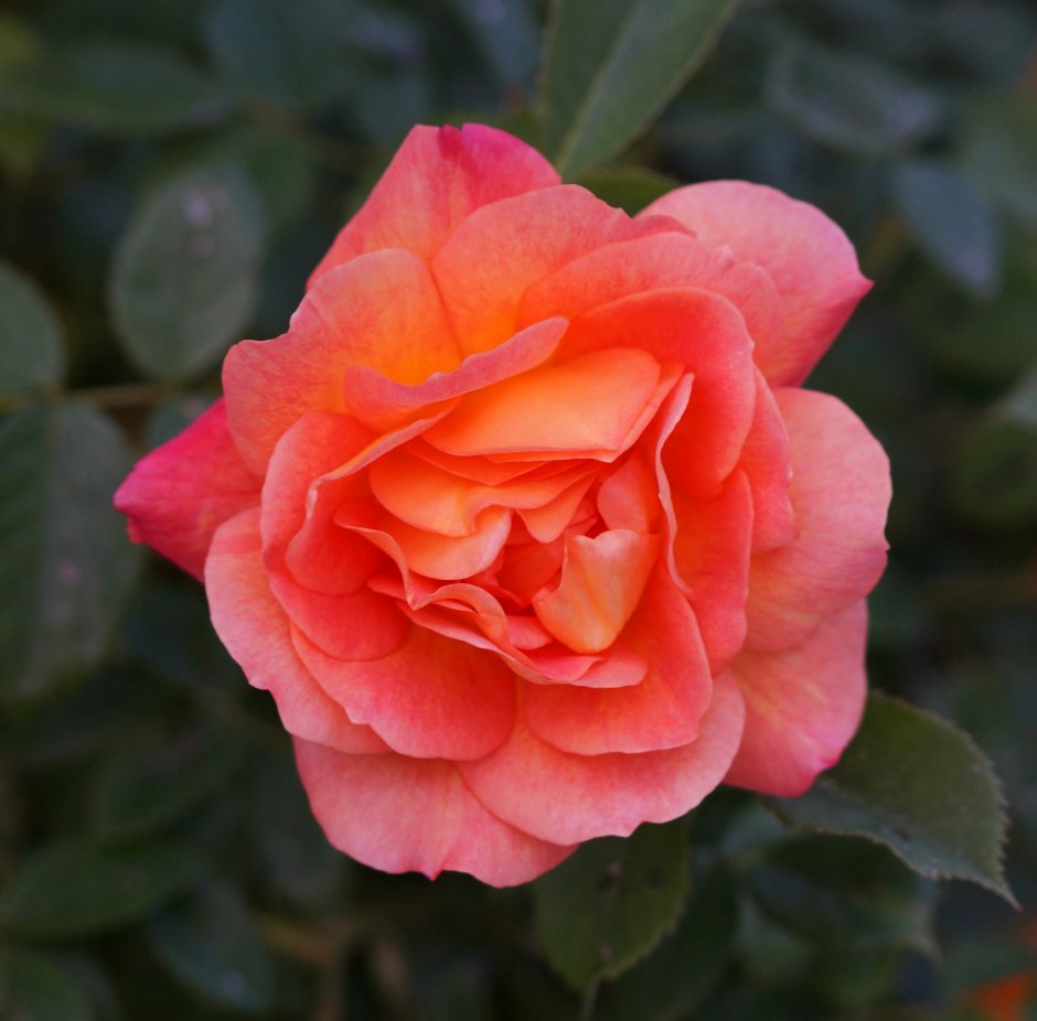 Роза флорибунда персикового цвета с заостренными лепестками