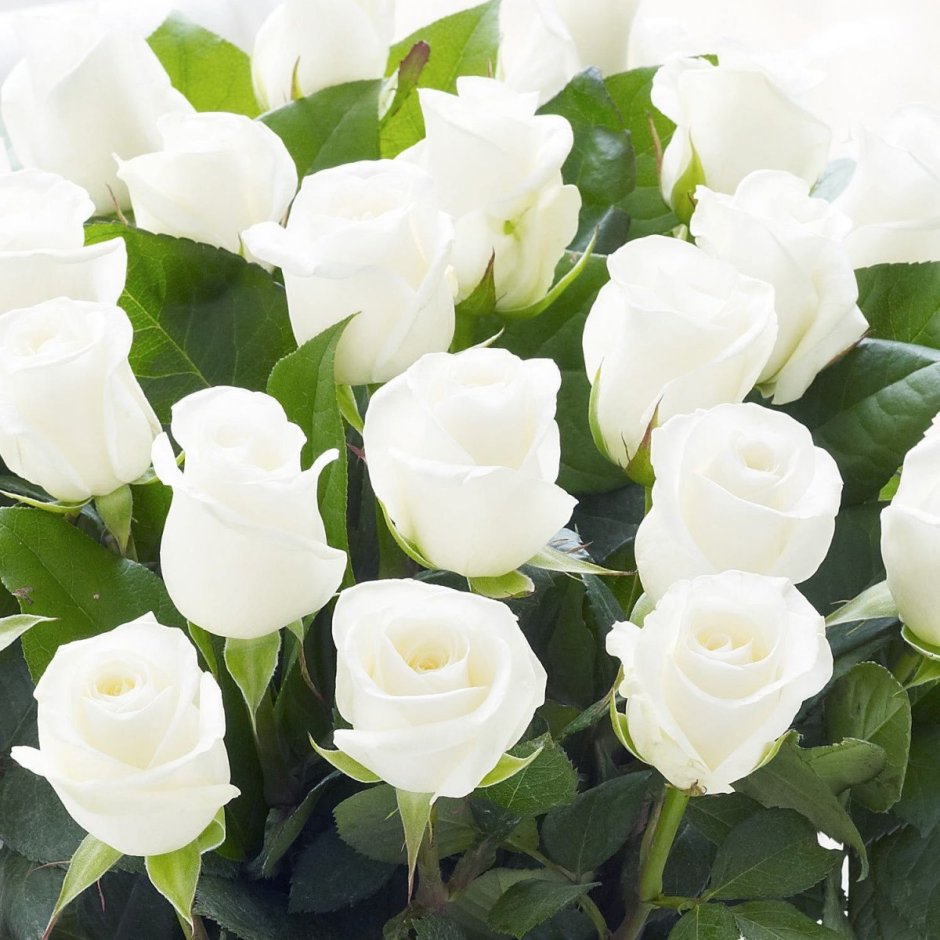 Белые розы с зеленой каймой